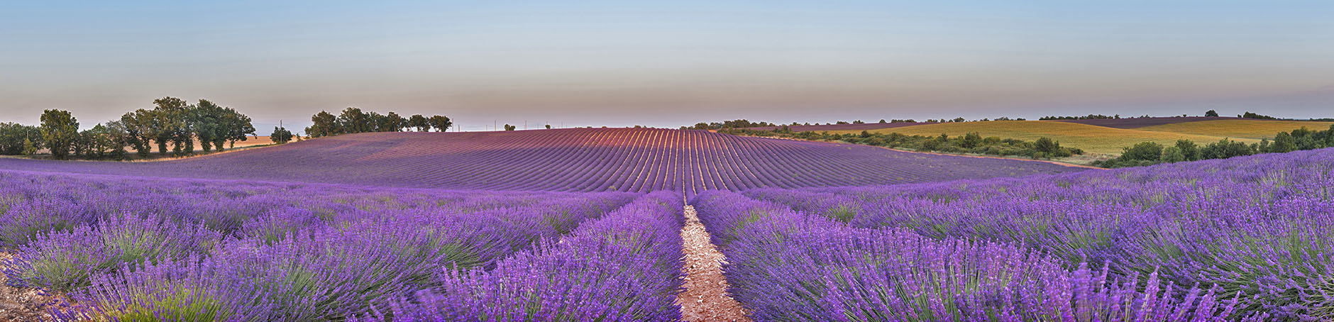 Champs de lavende, Grasse. Unesco