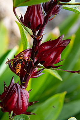 Roselle plante médicinale