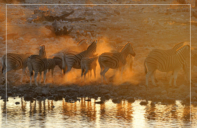 Biodiversité Afrique